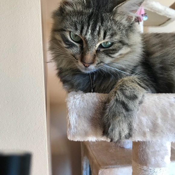 Meet your Posher, Cynthia - Picture 5 of 8